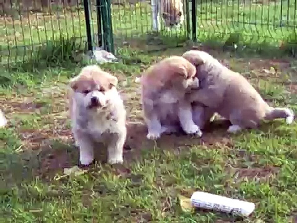 Akita Inu Chiots Kitsune/Kitsunes pups 30/09/2008