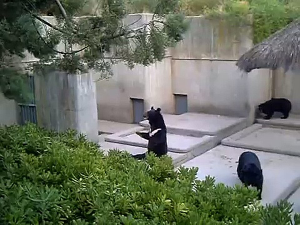 El oso que saluda