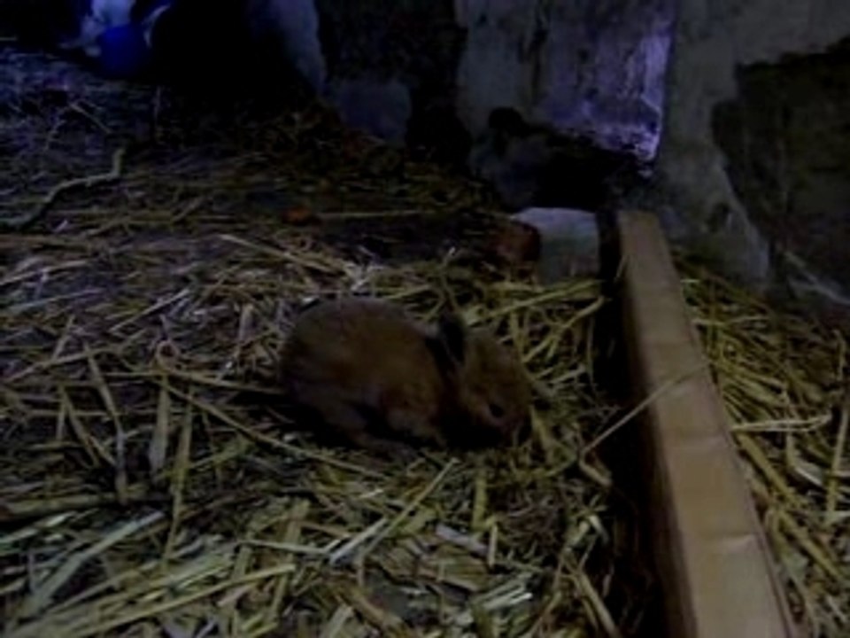 Klein Hammy auf Freigang