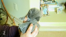 Kitty Tickle Fight! So So So CUTE! - Kitten Love