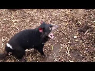 Tasmanian Devil Growling