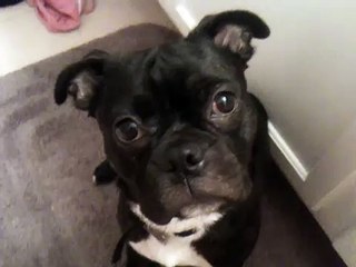 Funny boston terrier/pug mix