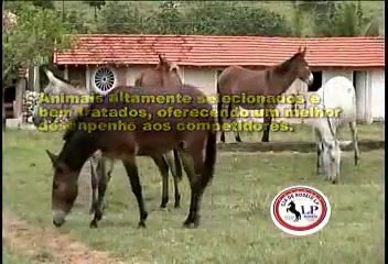 clip cia de rodeio lp