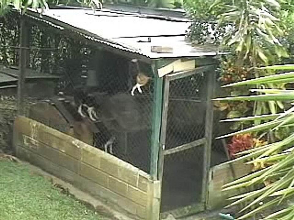 MacGyver Dog