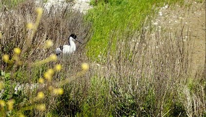 2015 06 RE   ILE AUX OISEAUX