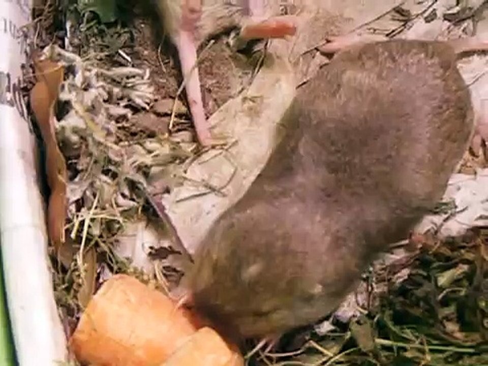 Baby Gophers 3