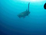whale shark diving Phuket Thailand with Sunrise Diving.