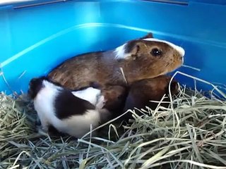 Baby Guinea Pigs 2 hours old and already popcorning!