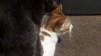epic fail cats trying to mate