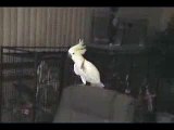Crazy Bird(Parrot) Dancing..