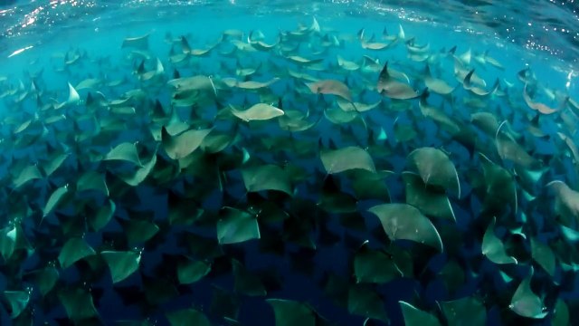 La raie Mobula fait des plats pour attirer un partenaire