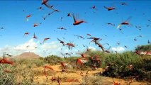 SEVERE LOCUST PLAGUE STRIKES MADAGASCAR, AFRICA THREATNING FAMINE RAVAGED CROPS (MAR 28, 2013)