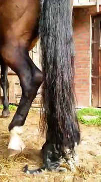 Un chaton s'amuse avec la queue dun poney