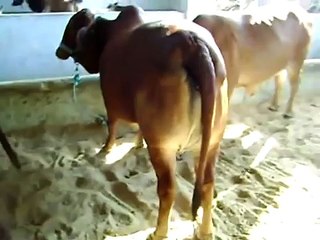 SG Cattle farm House.mp4