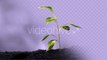 Sprout Animation Growth  - motion graphics element from Videohive