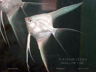 platinum zebra pearl/diamond veil angelfish