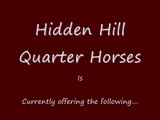 Horses For Sale, Barrel Horses/Prospects, Stallion