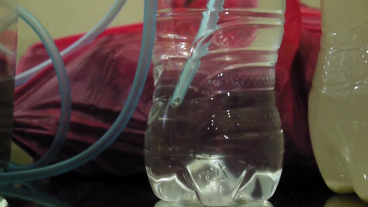 My fish + DIY CO2 generator