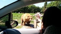 Un ours fait coucou et attrape du pain de mie