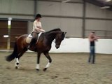 Dressage schooling canter transitions