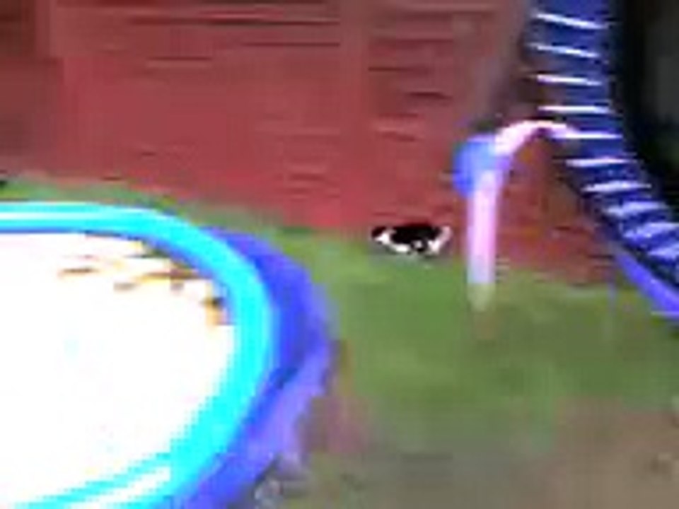Rabbit attacks cat 2