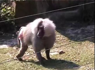 Singes Zoo de Lisieux, CERZA