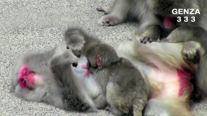Baby monkey drinking forcefully mom of breast milk