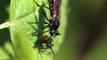 Robber fly (Choerades femorata) eats a beetle