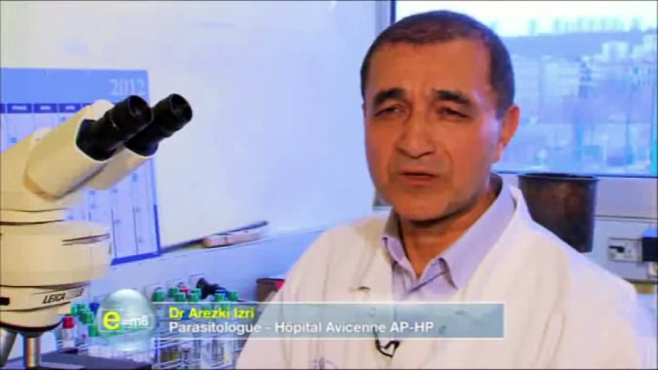 Traitement punaise de lit  et puces de lit