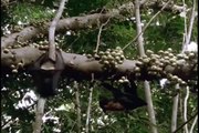 Flying Foxes Feast on Figs - 8106
