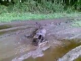 französische Bulldogge beim Schlammbad