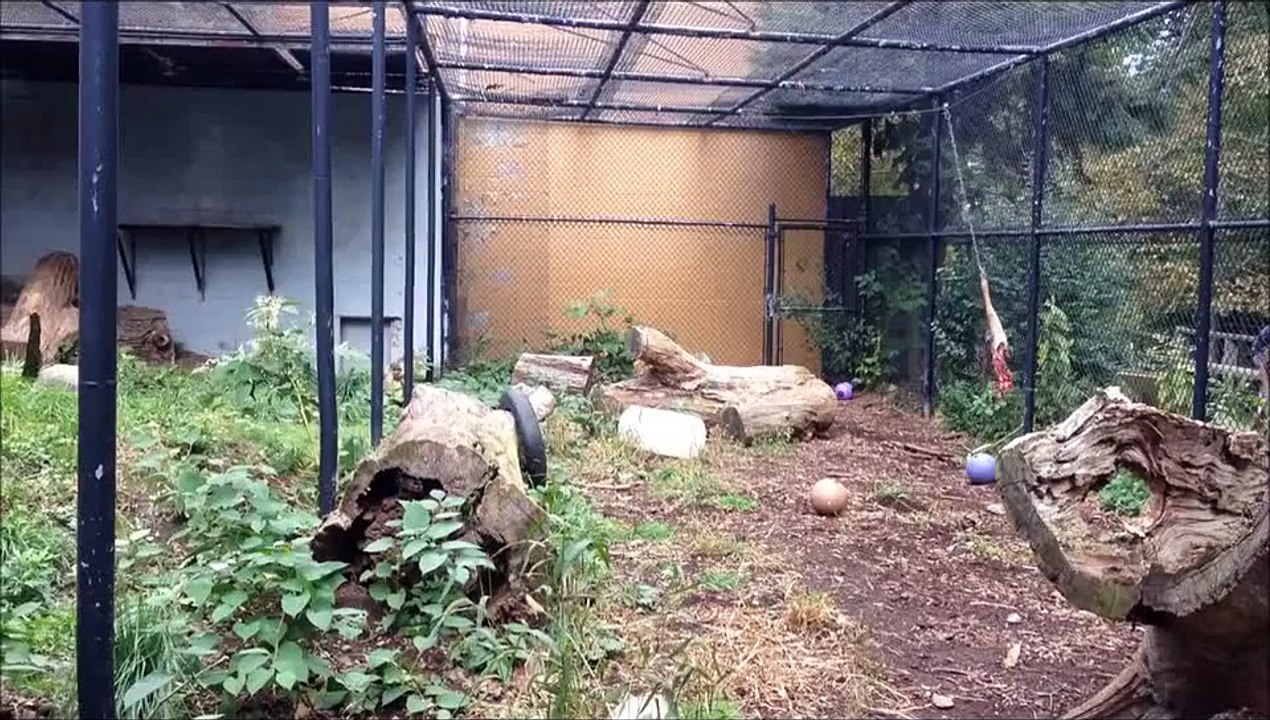Impressive jump of a snow leopard