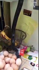 Mulher encontra cobra tentando devorar ovo em sua casa