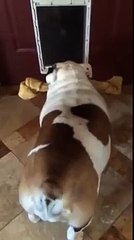 Bulldog can't fit bone through door
