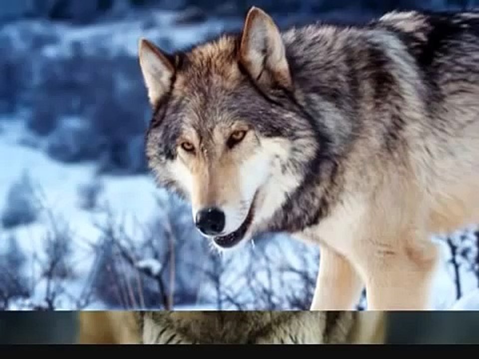 Metallica-Nothing Else Matters ♛  ✔