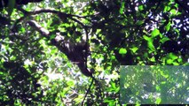 Costa Rica día 7: Monos y mapaches en acción! Parque Nacional Manuel Antonio