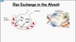 Biology Help: The Respiratory System - Gas Exchange In The Alveoli Explained In 2 Minutes!!