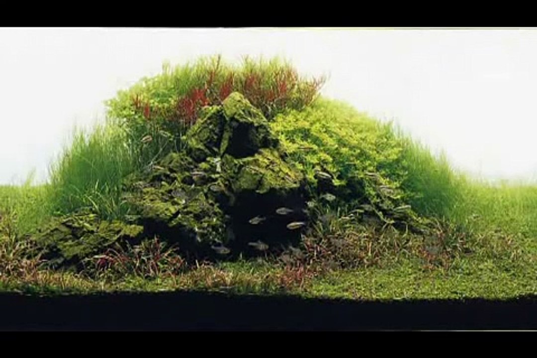 Akwarium w stylu nature