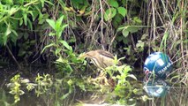 Little Bittern at Stockers lake, Herts