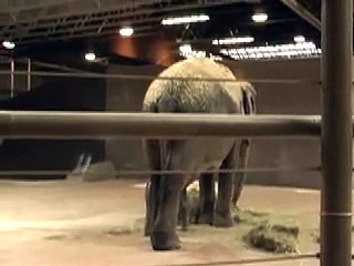 Columbus Zoo Baby Elephant Trumpets 6 Days Old Rare 2009.04.02