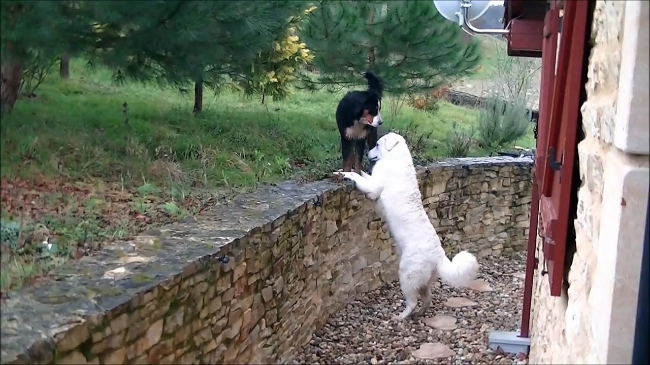 Premier flirt entre notre chiot Kuvasz et une jolie demoiselle Bouvier bernois
