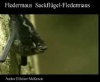 Fledermaus Sackflügel-Fledermaus Tiere Animals Natur SelMcKenzie Selzer-McKenzie