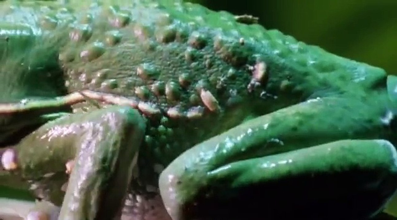 Waxy Monkey Frog (waxining)