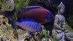Aquarium Poisson Cichlidé - GoPro Plongée aquarium eau douce