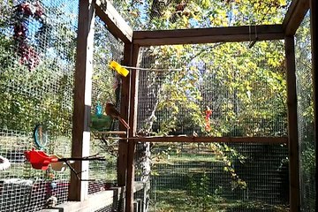 Open Aviary     Yaddie and her bird bath