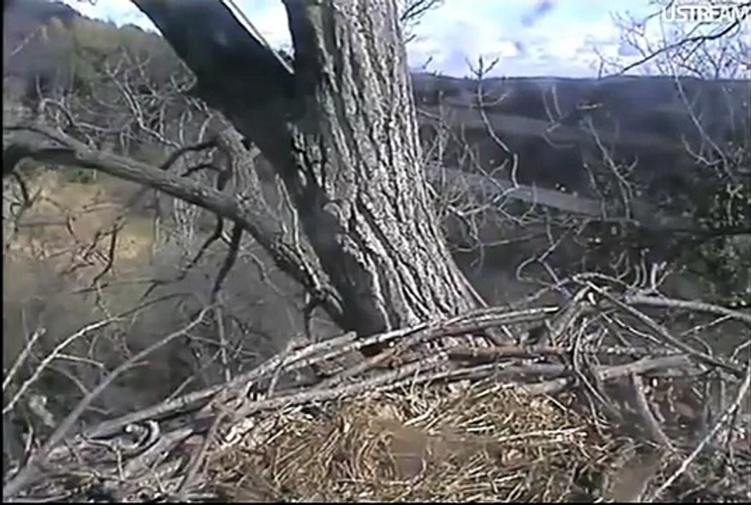 Decorah Eagle Nest New Cams