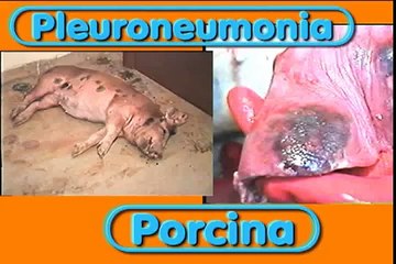 Necropsia en cerdo con Pleuroneumonia Porcina