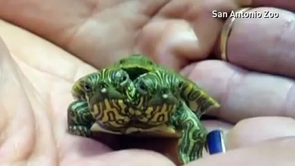 New Video Must See  allah ka mojza