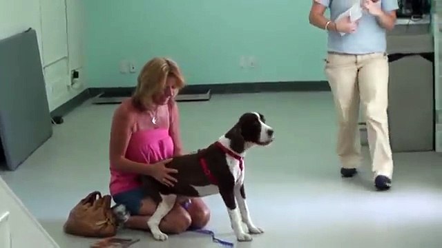 Vê como esta mulher reagiu ao ver o seu cão andar de novo!