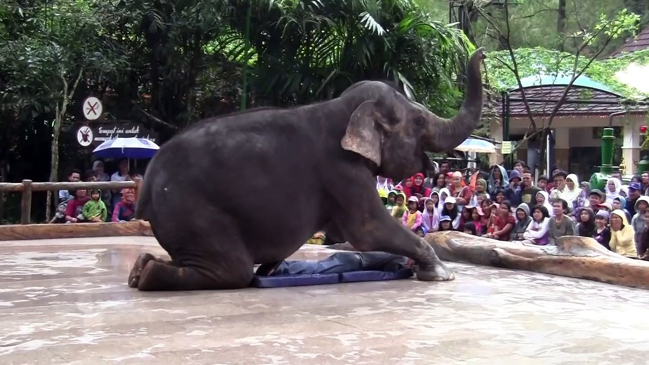 Atraksi Gajah di Taman Safari Indonesia